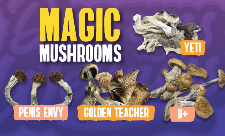 magic mushroom strains dc
